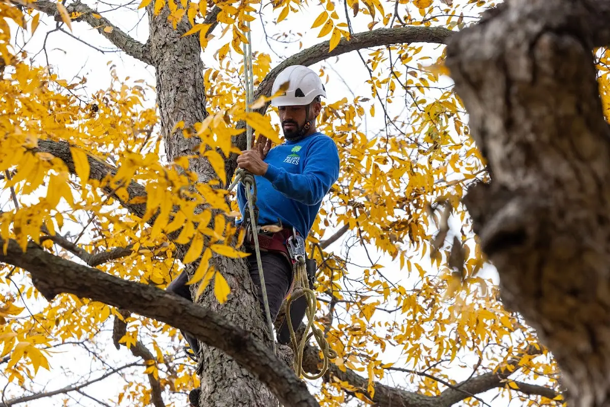 Skilled Tree Transplanting crew working in Arvilla